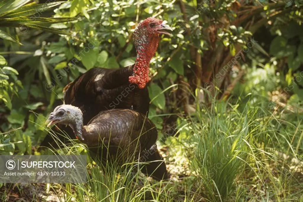 Wild Turkey Tom and Hen (Meleagris gallopavo), Florida