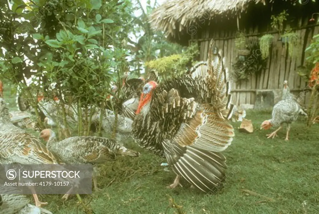 Domestic Turkey by Mayan House Campeche, Mexico