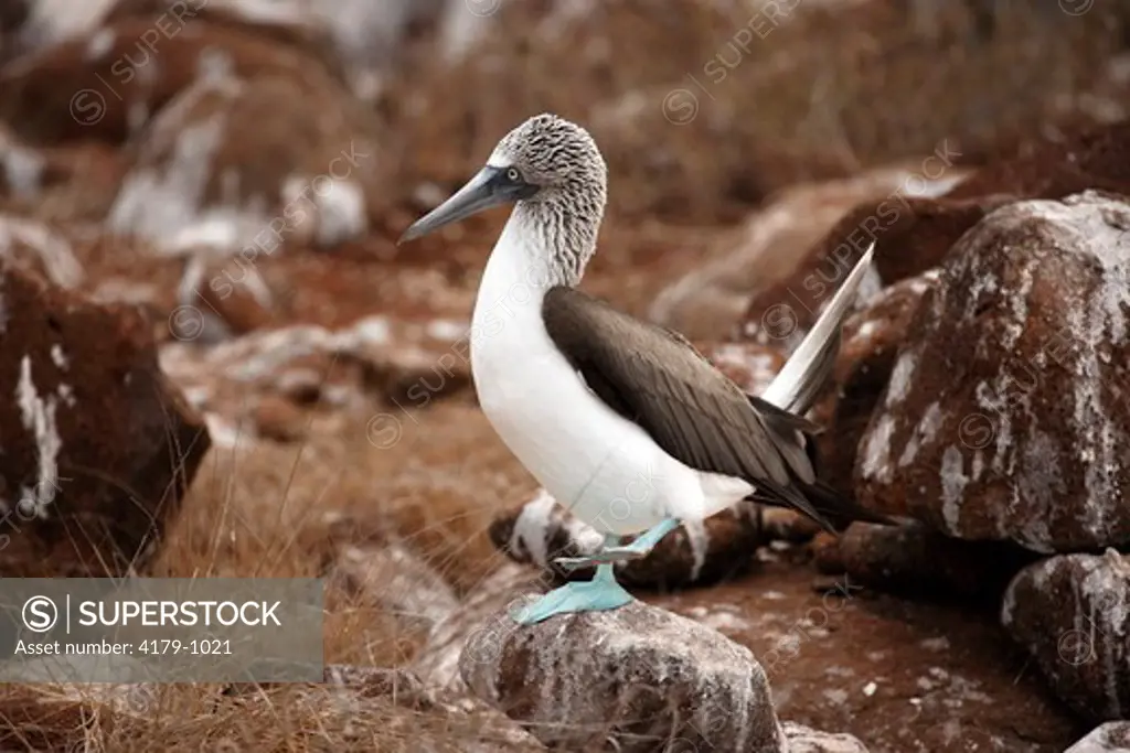 Blue Footed Booby adult courting (Sula nebouxii) Galapagos Islands, Ecuador