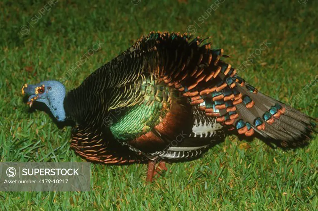Male Ocellated Turkey ruffling Feathers (Meleagris ocellata) Belize