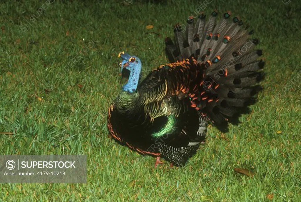 Male Ocellated Turkey displaying (Meleagris ocellata) Belize