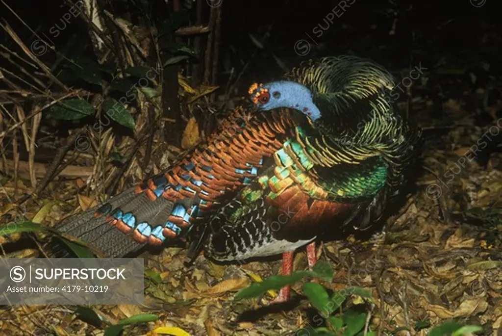 Male Ocellated Turkey preening (Meleagris ocellata) Belize