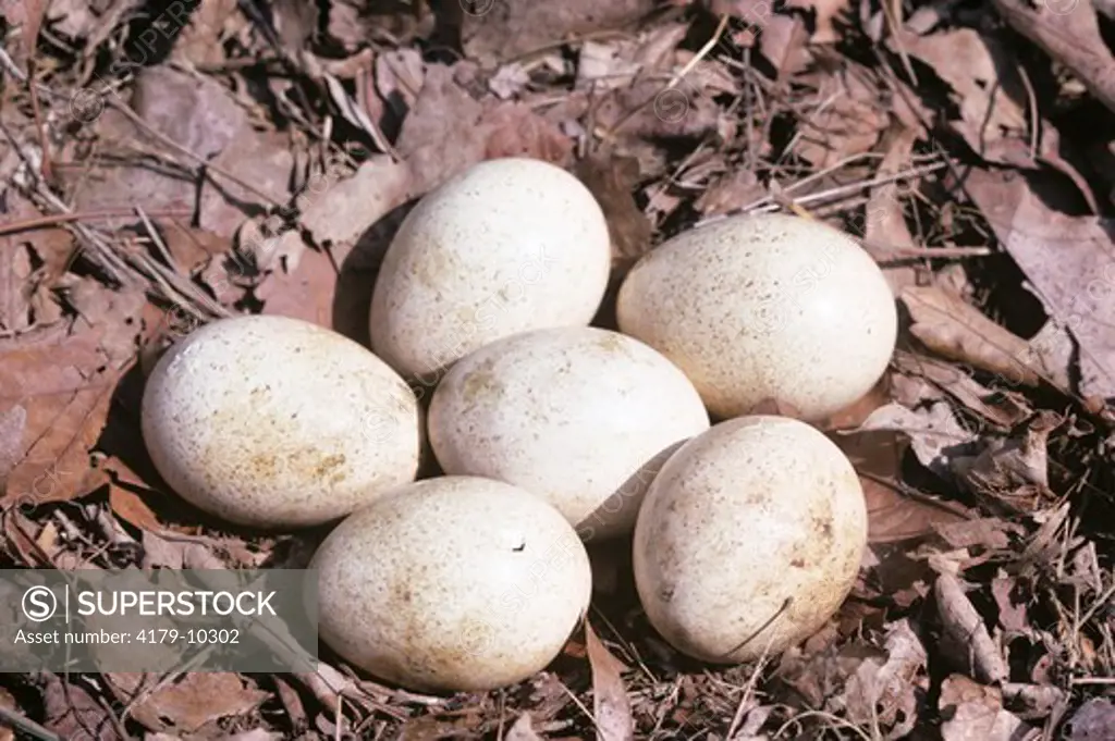 Wild Turkey Eggs, 4 Pipped