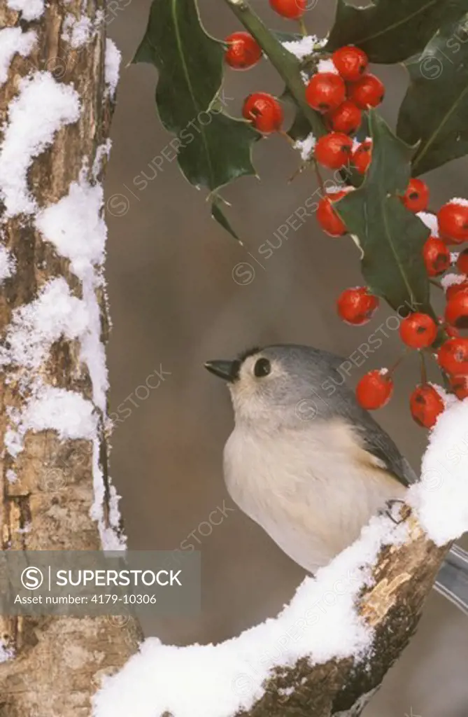Tufted Titmouse with Holly and Berries (Parus bicolor), Kensington Metropark, MI