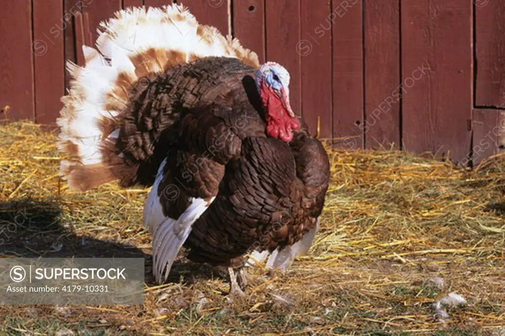 Domestic Turkey Tom: Bourbon Red