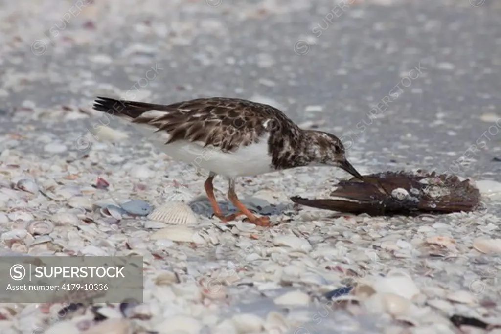 Ruddy Turnstone (Arenaria interpres) forages in beach wrack, pecking at a pen shell, on Sanibel Island, Florida, USA