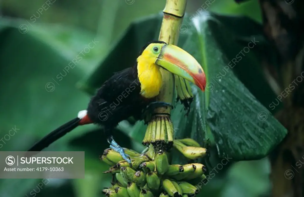 Keel-billed Toucan & Bananas (Ramphastos sulfuratus) S. Mexico . Columbia,NW Ven