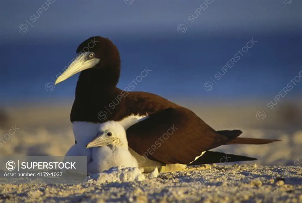 Nesting Brown Booby with Chick (Sula leucogaster), Herald Cays, Australia