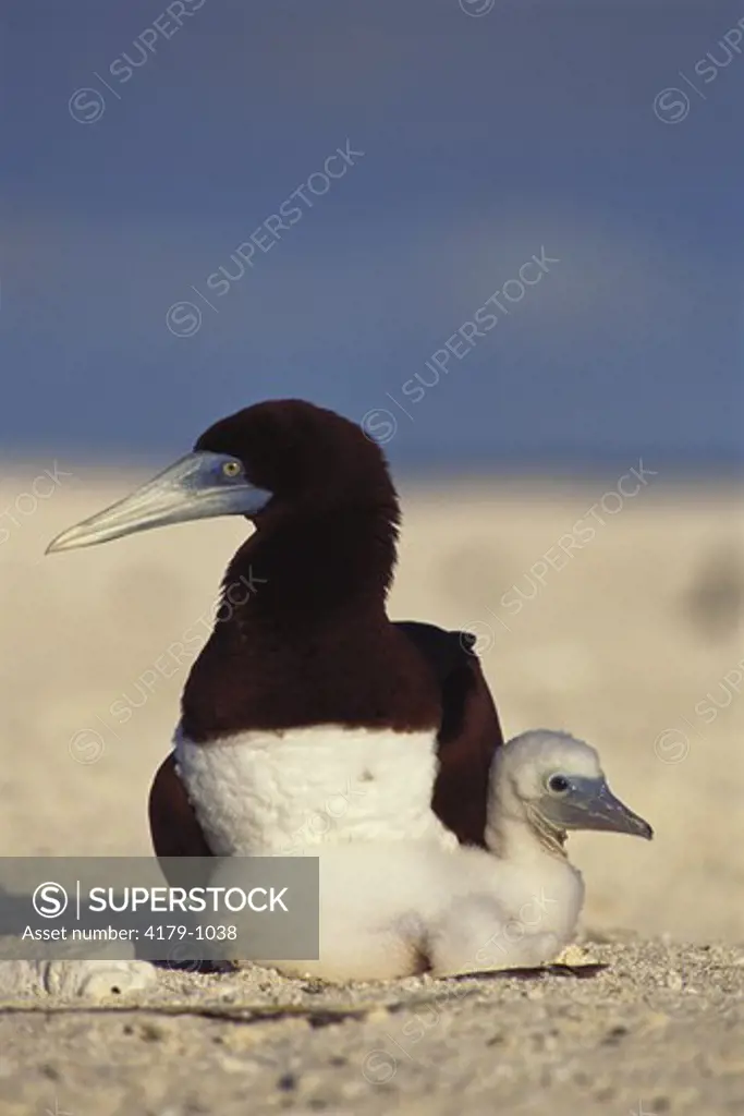 Nesting Brown Booby with Chick (Sula leucogaster), Herald Cays, Australia