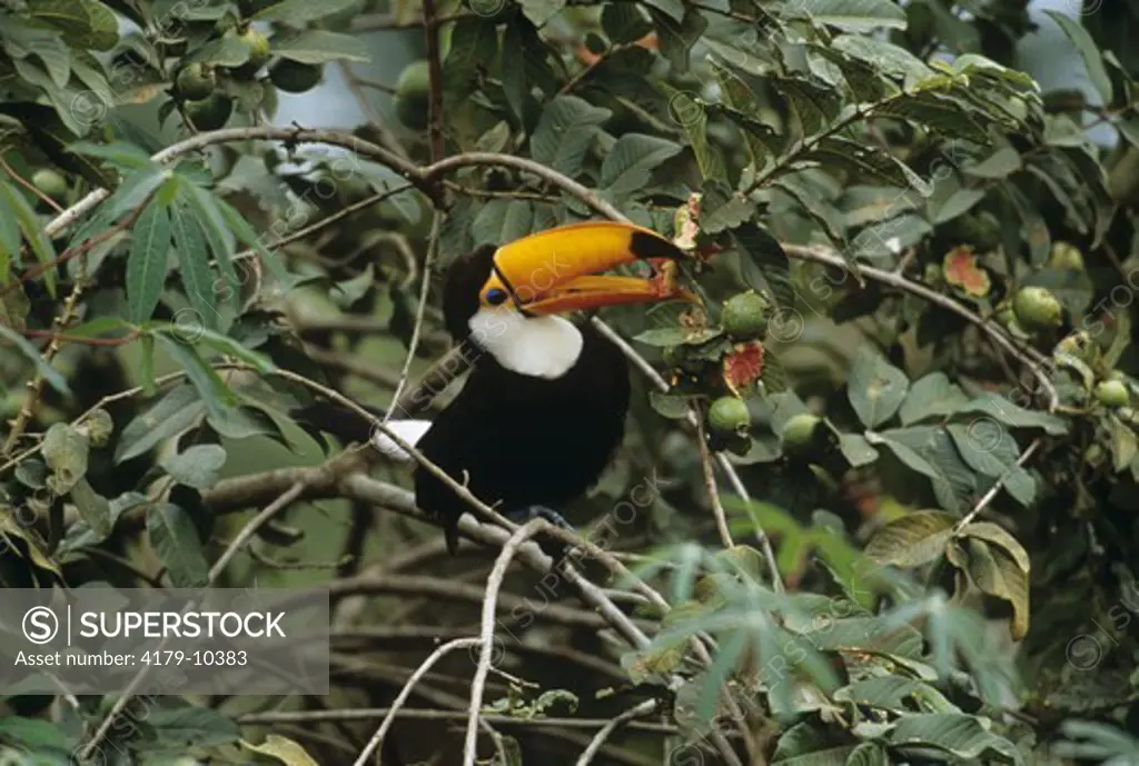 Toco Toucan (Ramphastos toco) eating Goiaba Fruit, wild, Pantanal, Brazil