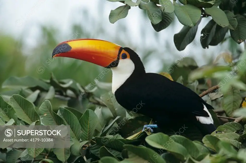 Toco Toucan (Ramphastos toco), wild, Pantanal, Brazil