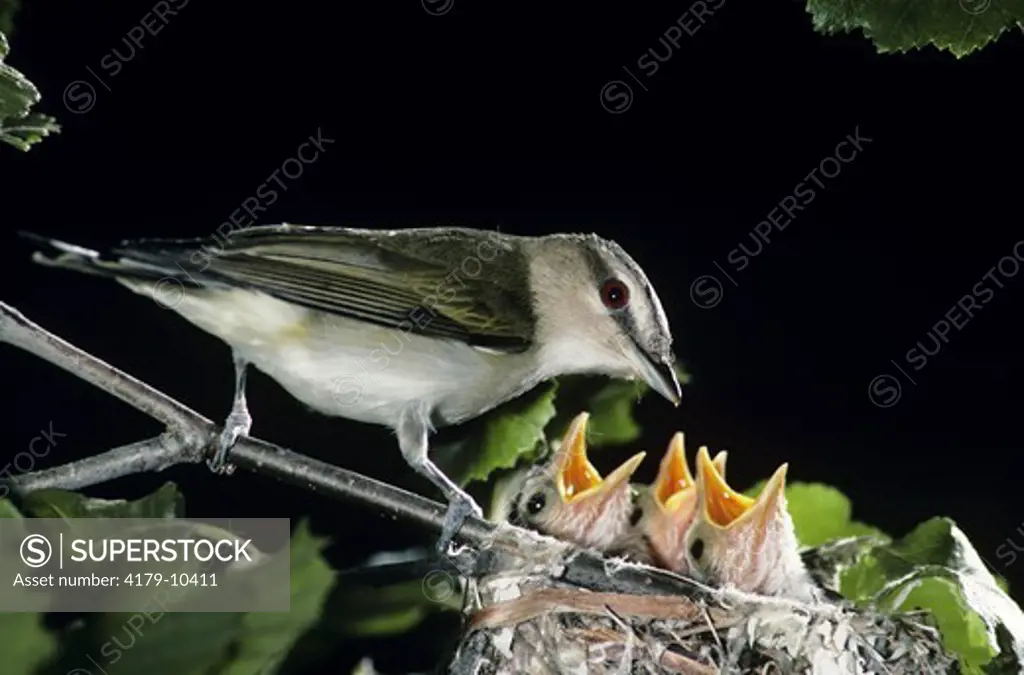 Red-Eyed Vireo (Vireo olivaceus)