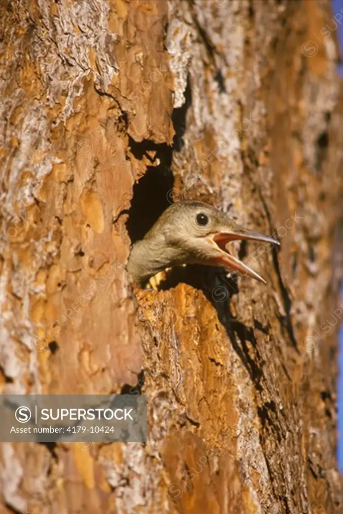 Red Bellied Woodpecker (Melanerpes carolinus) Young in Pine Tree Nest, FL