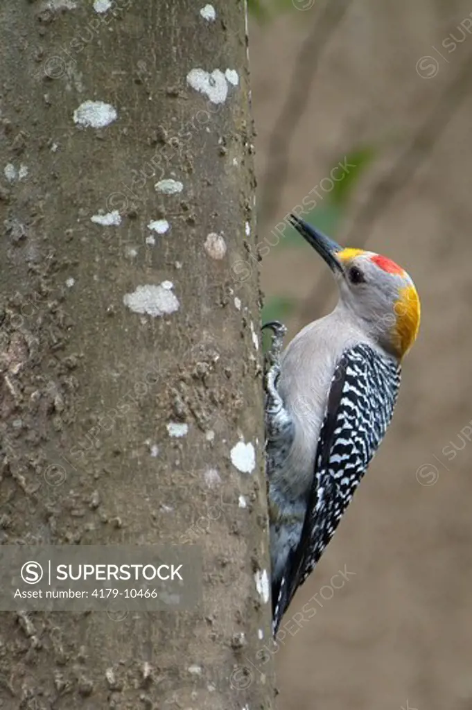 Golden-fronted Woodpecker (Melanerpes aurifrons) Brownsville, Texas