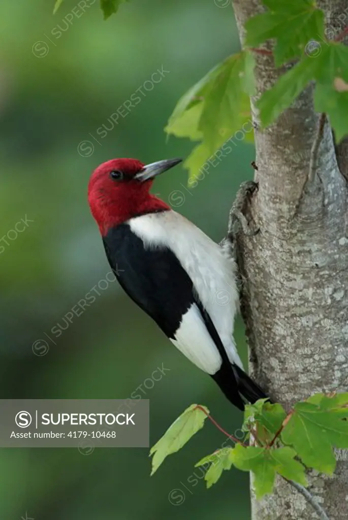 Red-headed Woodpecker (Melanerpes erythrocephalus) Grand Lake Estates Texas