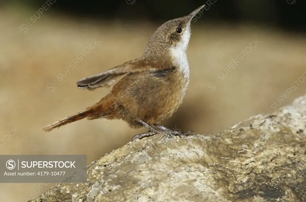Canyon Wren, California (Catherpes mexicanus), Fledgling, Box Springs Mnts., Riverside Co.