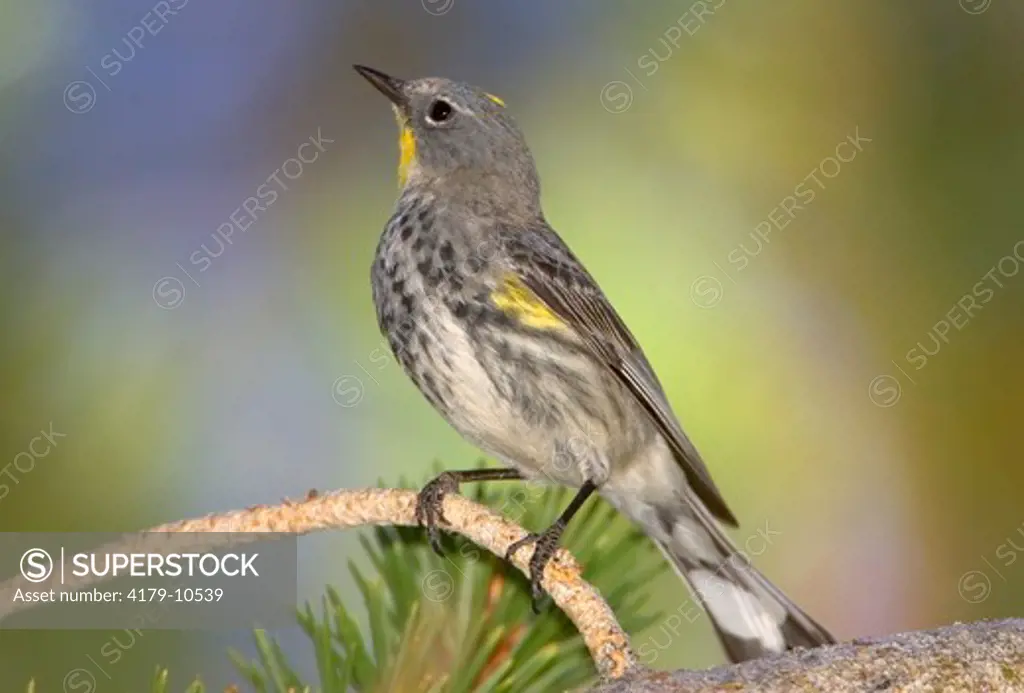 Yellow-rumped Warbler, summer plumage, female (Dendroica coronata), Mono County, California, USA
