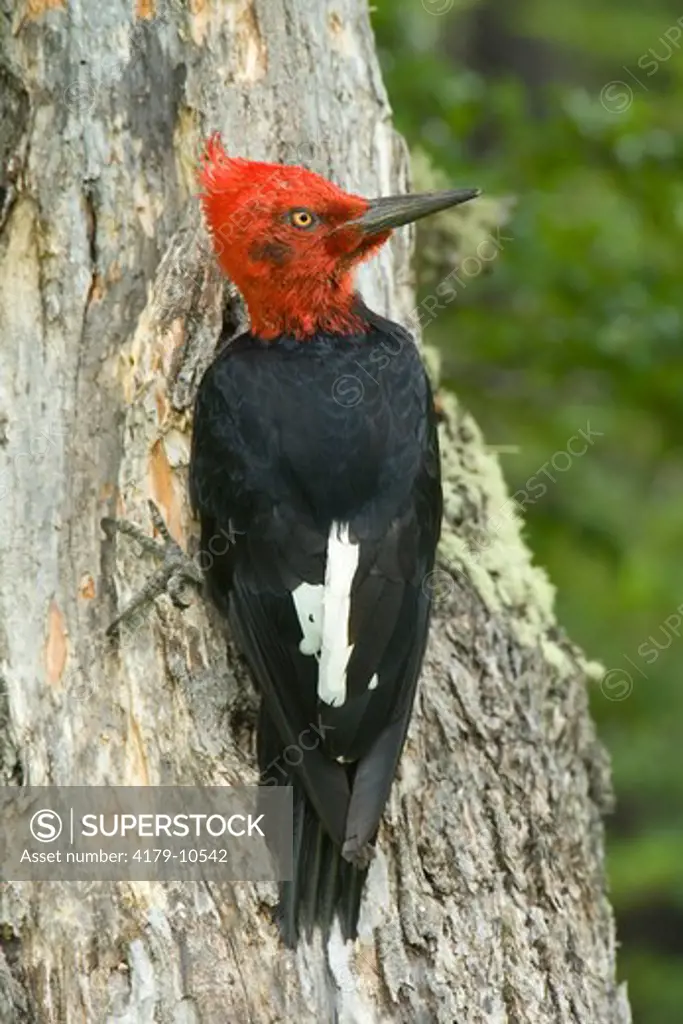 Magellanic Woodpecker (Campephilus magellanicus), male, Torres del Paine National Park, southern Chile
