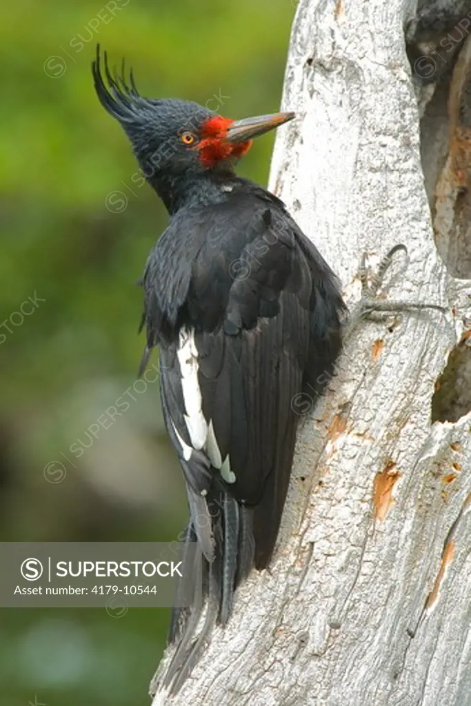 Magellanic Woodpecker (Campephilus magellanicus), female, Torres del Paine National Park, southern Chile