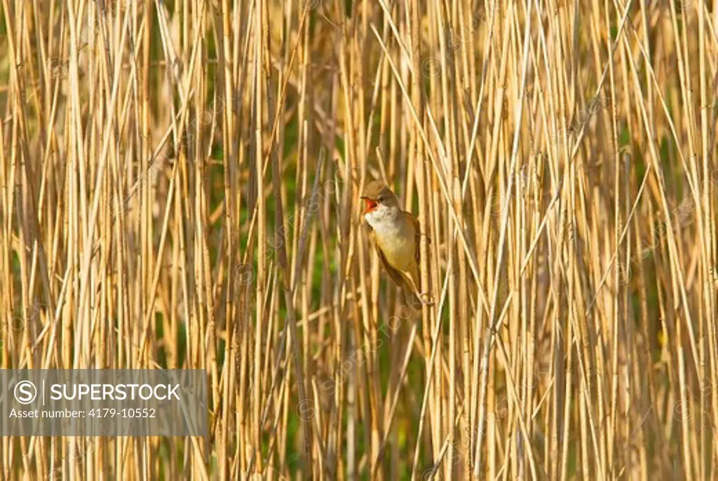 Great Reed-Warbler (Acrocephalus arundinaceus), Bialowieza, Poland