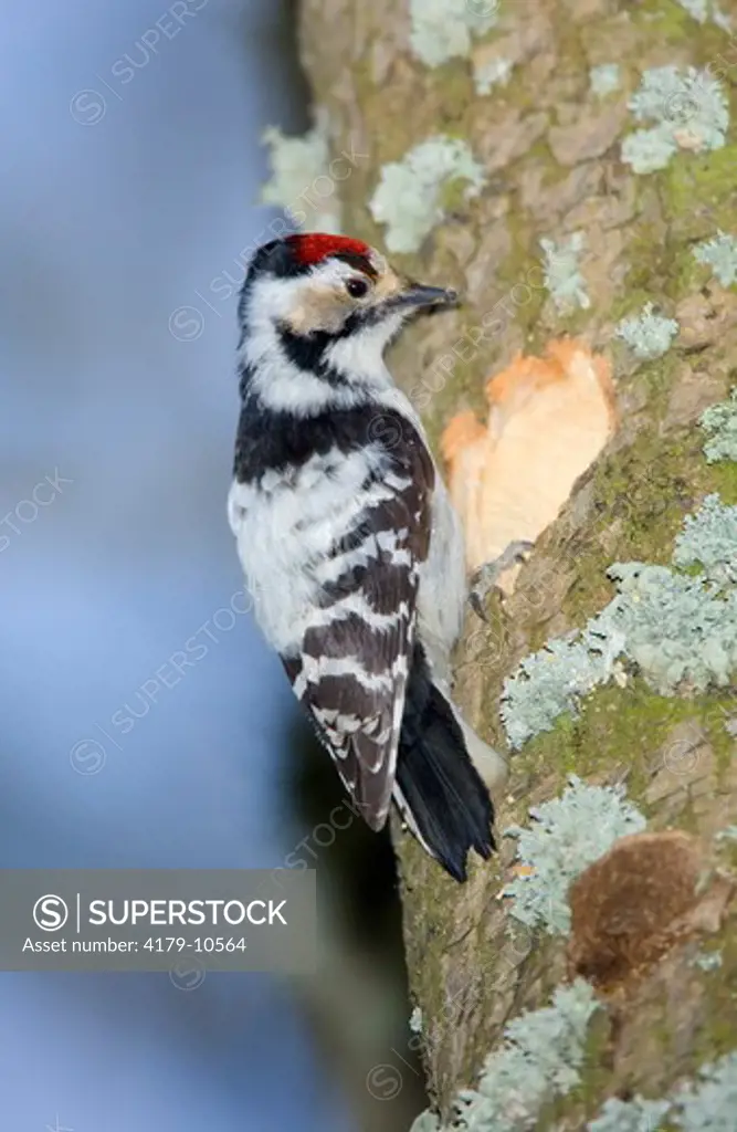 Lesser Spotted Woodpecker (Picoides minor), Bialowieza, Poland