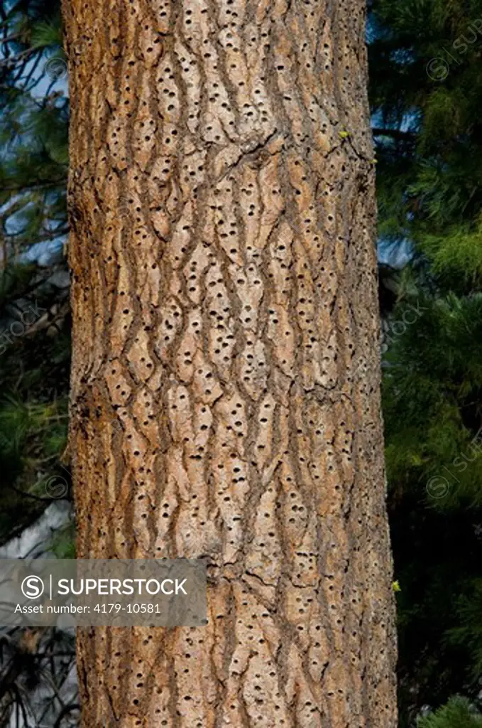 Acorn Holes in Pine Tree Bark made by Woodpecker, Yosemite National Park, California
