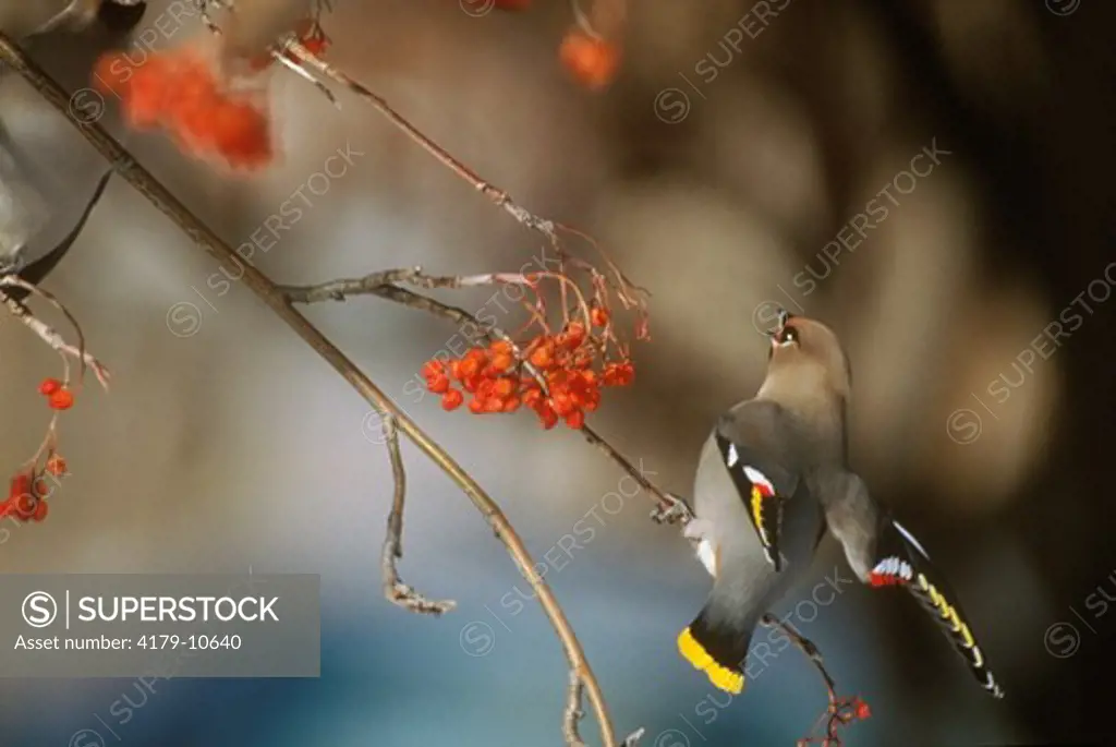 Bohemian Waxwing w/ outstretched wings on Mt Ash (Bombycilla garrulus)  MT
