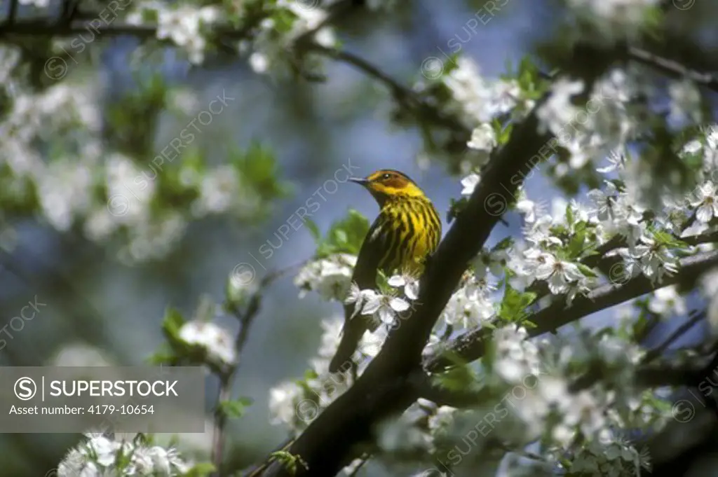 Cape May Warbler Point Pelee - Canada