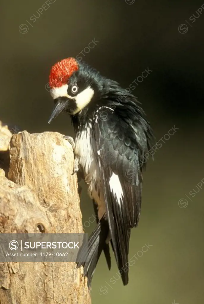 Acorn Woodpecker  (Melanerpes formicivorus) Madeira Canyon - Arizona