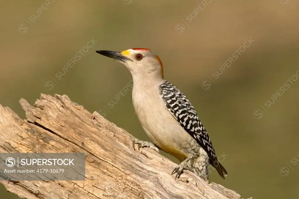 Golden-fronted Woodpecker (Melanerpes aurifrons) Edinberg,Tx