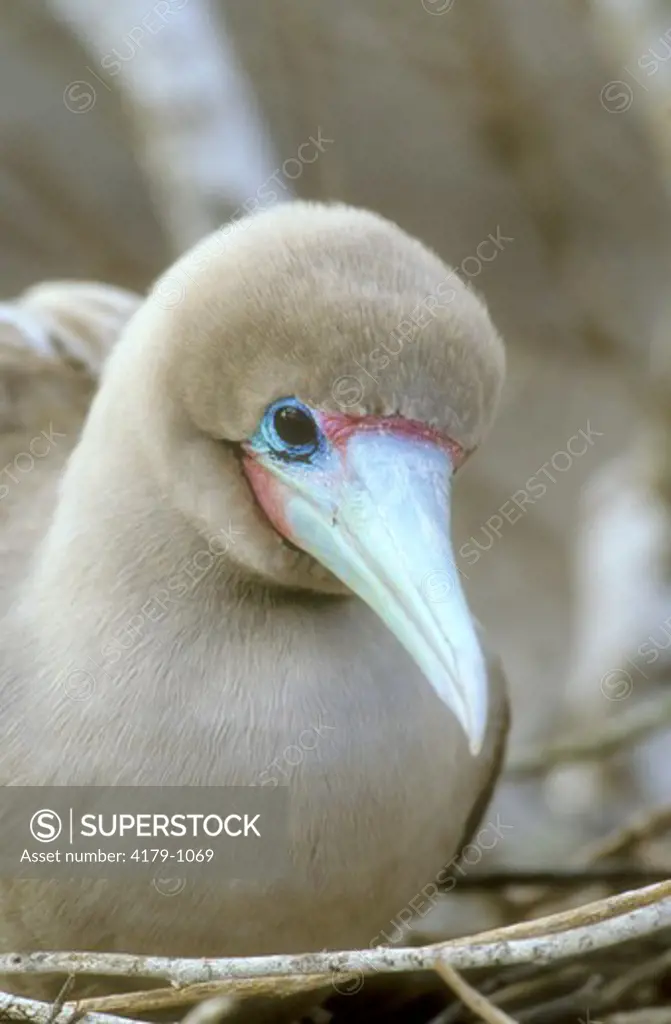 Red-footed Booby (Sula sula websteri)
