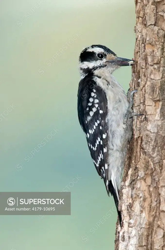 Downy Woodpecker (Picoides pubescens) feeding, Asheville, NC   2008   Digital