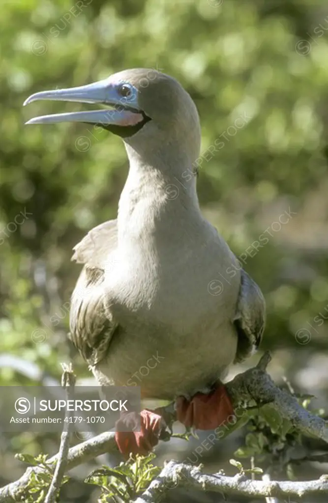 Red-footed Booby (Sula sula websteri)