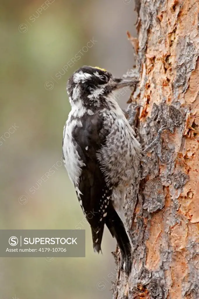 Three-toed Woodpecker (Picoides tridactylus) on a beetle-killed pine, East Inlet Trail, Rocky Mountain National Park, CO