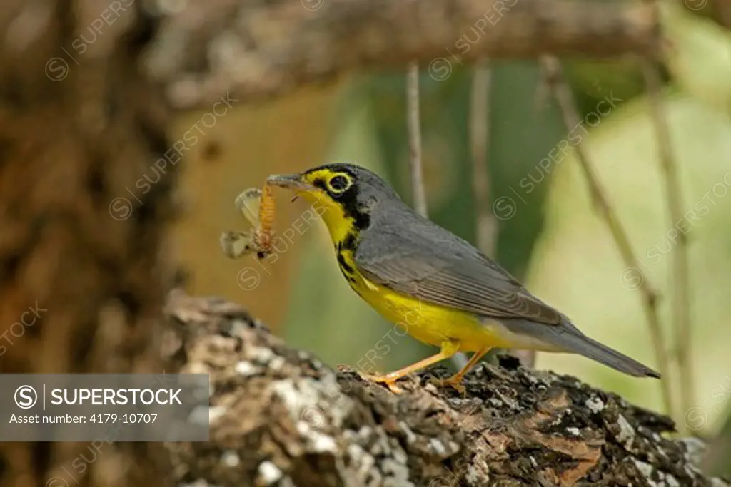 Canada Warbler (Wilsonia canadensis) and moth, Hidalgo County, TX