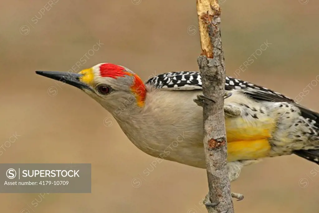 Golden-fronted Woodpecker (Melanerpes aurifrons).  McMullen County, TX