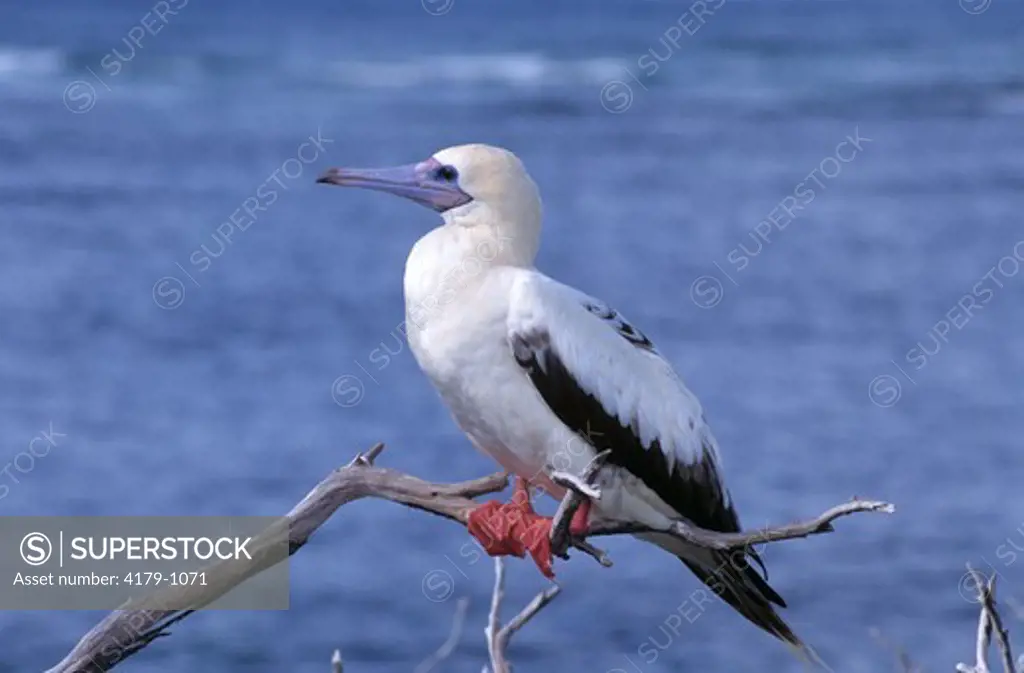 Red-Footed Booby (Sula sula) Paghote Island, Aldabra Islands