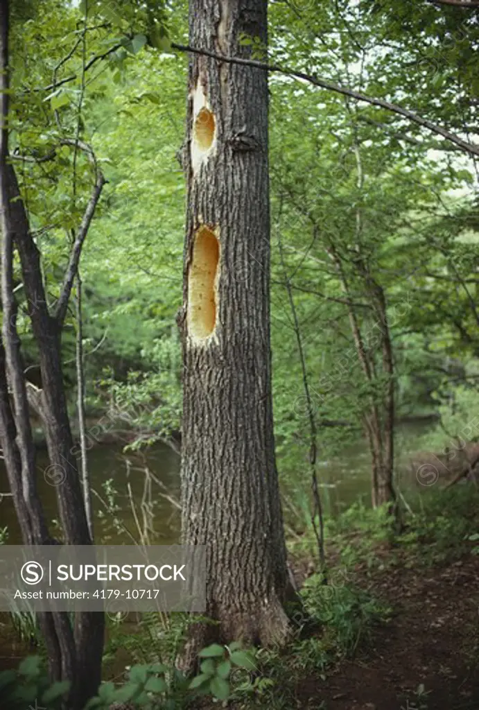 Pileated Woodpecker Holes in Tree Trunk, Vermont