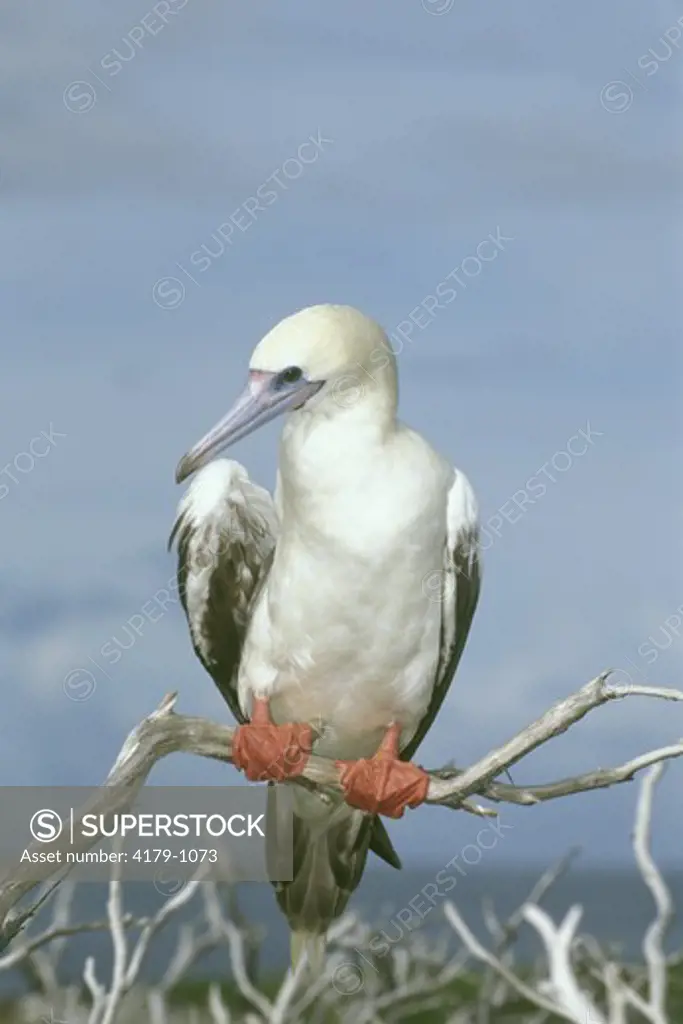 Red-Footed Booby (Sula sula) Preening Paghote Island/Aldabra Islands