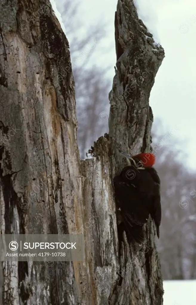 Pileated Woodpecker (Dryocopus pileatus)puffing feathers to protect against cold,  winter, Vermont