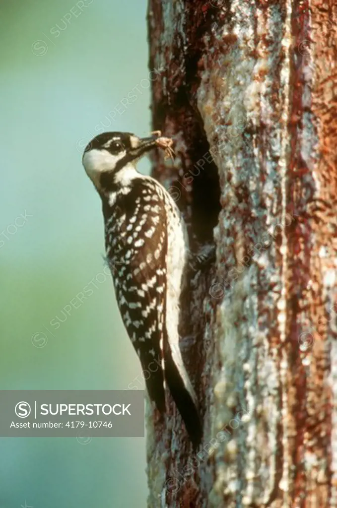 Red-Cockaded Woodpecker (Picoides borealis) Endangered species