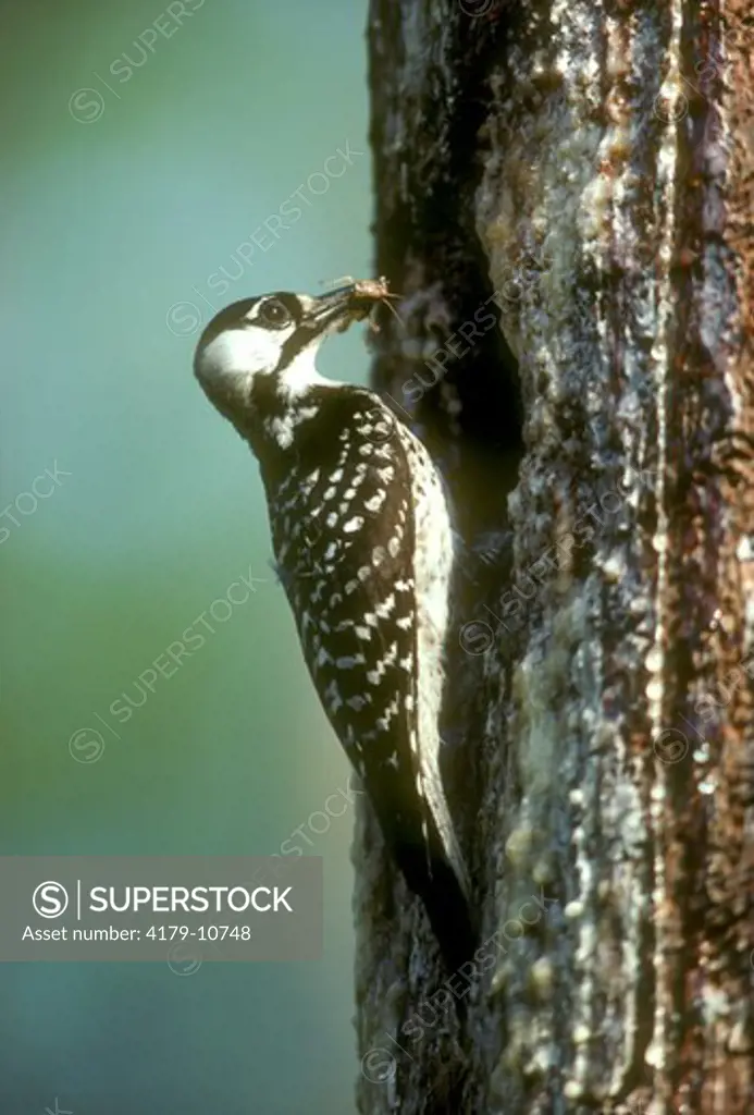 Red-Cockaded Woodpecker (Picoides borealis) Endangered