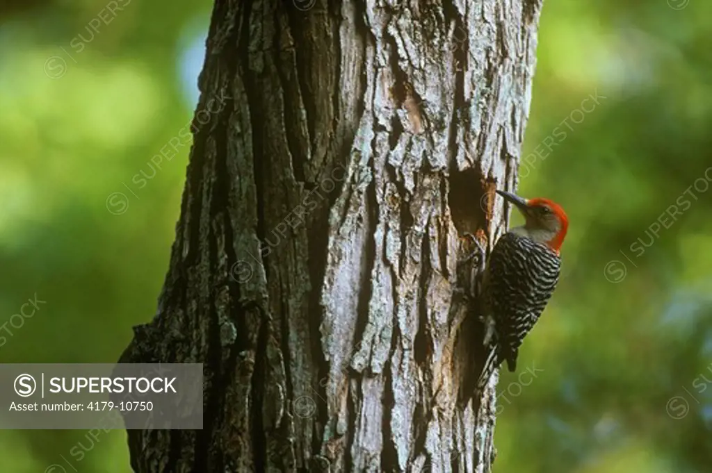 Red-bellied Woodpecker, m. (Melanerpes carolina) at Nesthole in Black Willow Tree, Baton Rouge, LA
