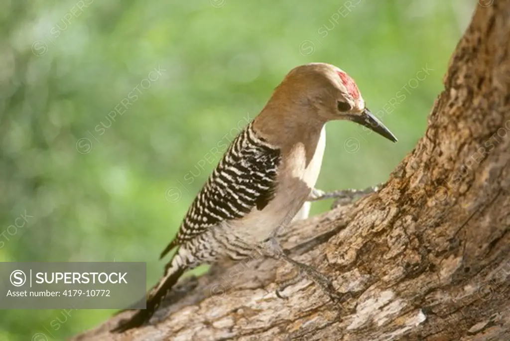 Gila Woodpecker (Melanerpes uropygialis) Southern Arizona, USA