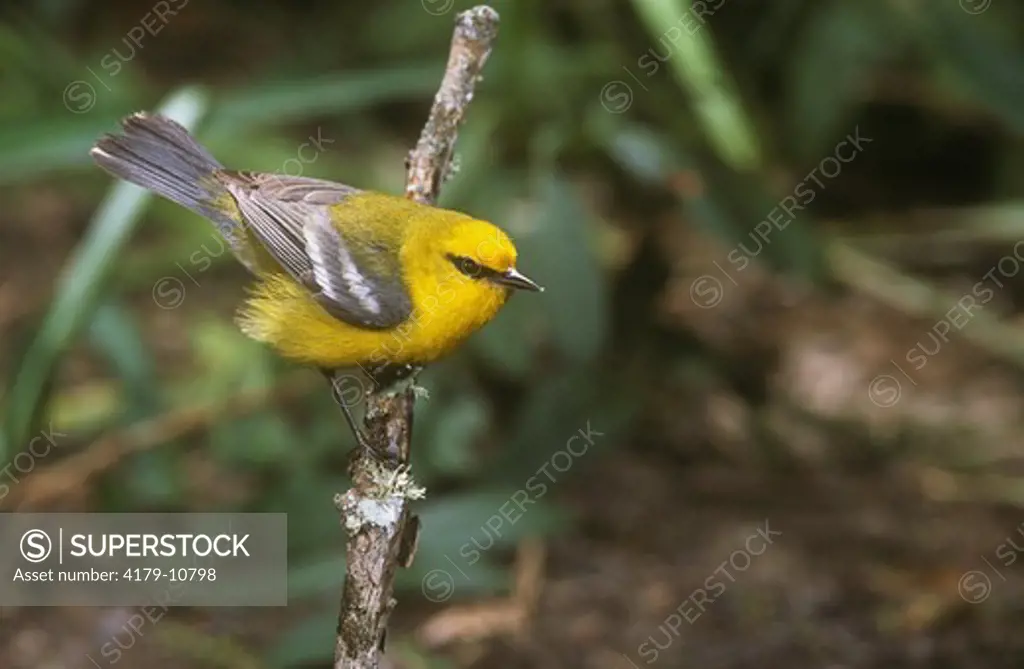Blue-winged Warbler, male, Texas