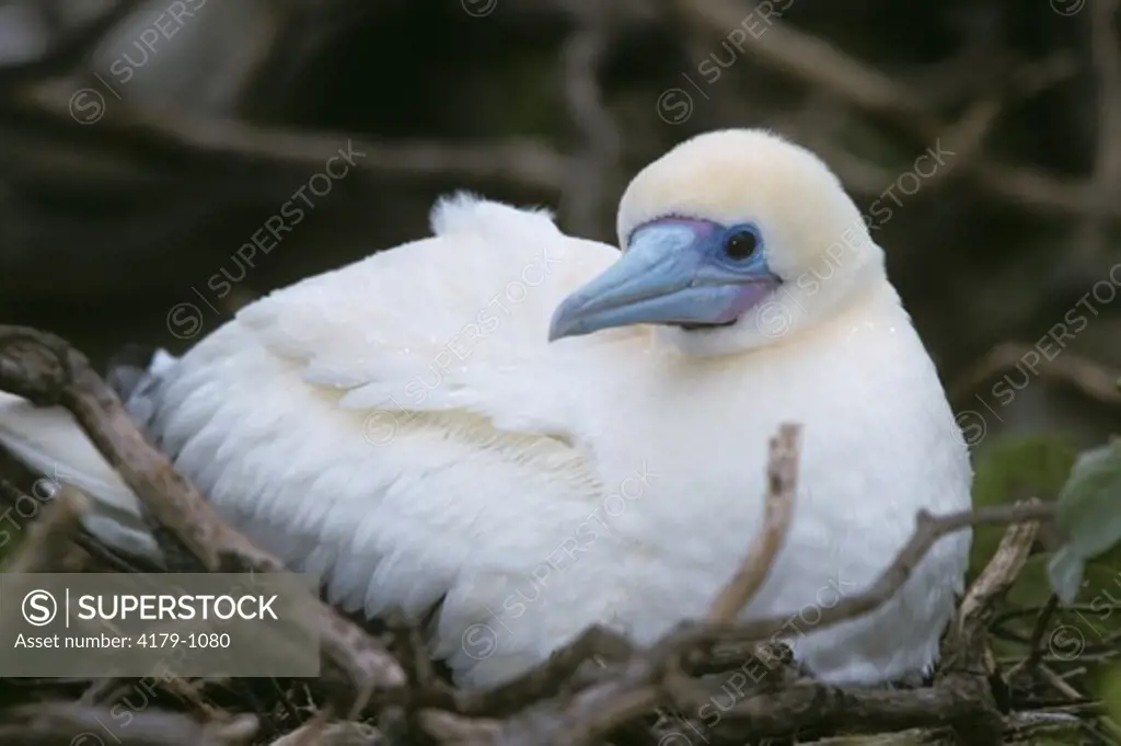 Red-footed Booby on Nest (Sula sula), Midway Island, Pacific