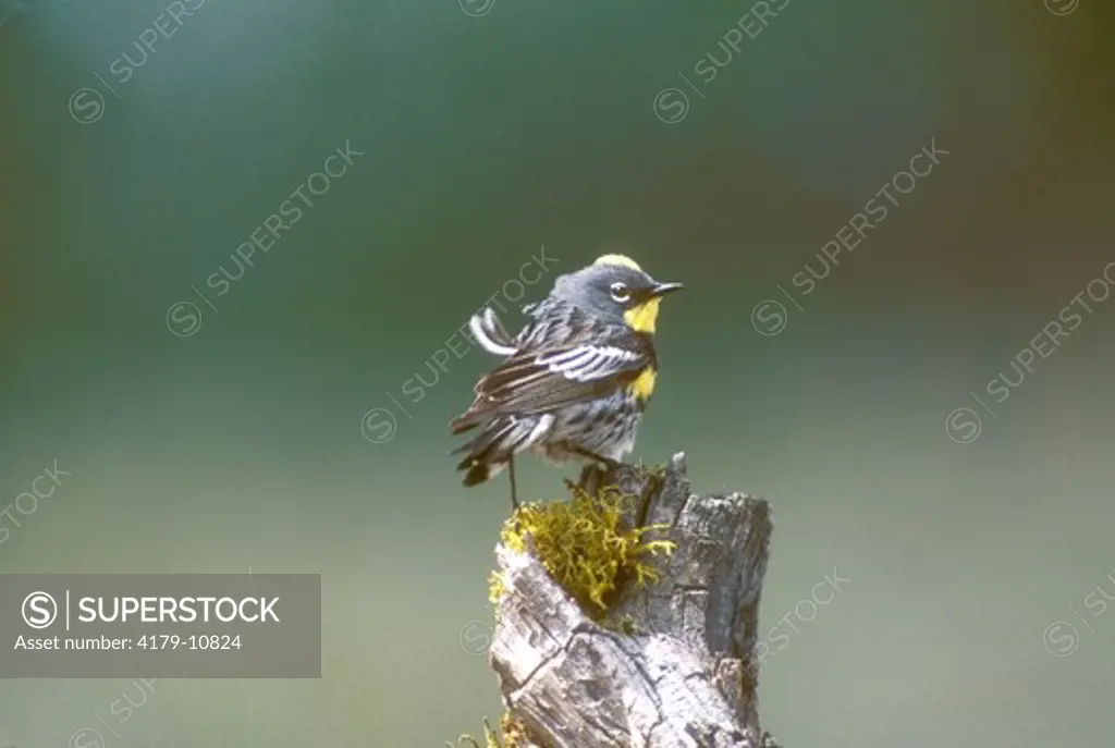 Yellow Rumped (Audubon's) Warbler (Dendroica cornata) Oregon