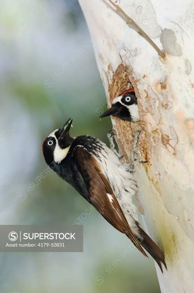 Acorn Woodpecker (Melanerpes formicivorus) two males at nesting cavity in sycamore tree, Madera Canyon, Arizona, USA, May 2005