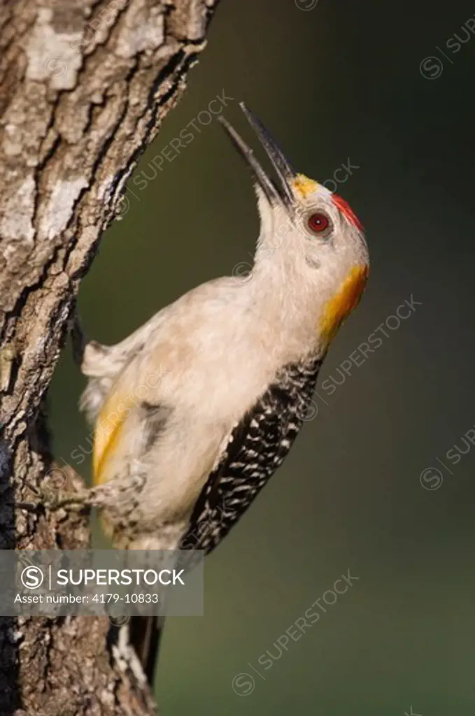 Golden-fronted Woodpecker (Melanerpes aurifrons) male calling, Willacy County, Rio Grande Valley, Texas, USA, June 2006