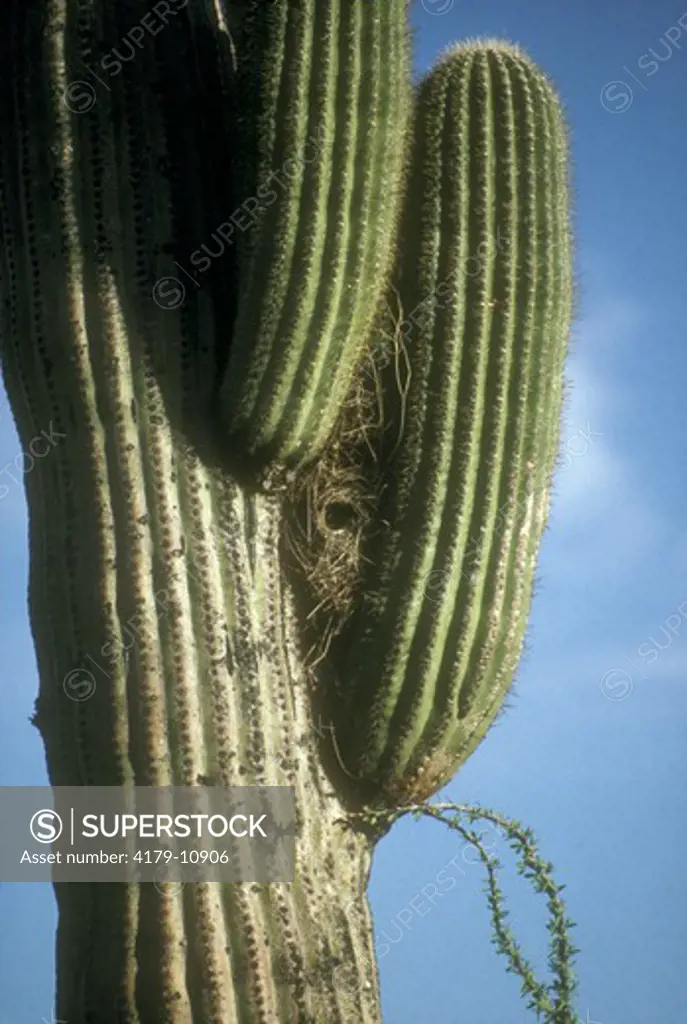 Nest of Cactus Wren in Saguaro Cactus - Tuscon - AZ Sonora Desert Museum